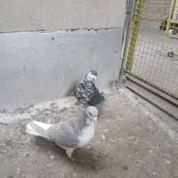 نر وماده افشون وخوش رنگ فروشی