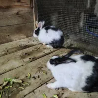 یک جفت خرگوش|موش و خرگوش|قشم, |دیوار