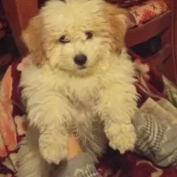 سگ شیتزو-پودل