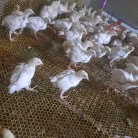 جوجه مرغ گوشتی20روزه فروش فوری تعداد محدود