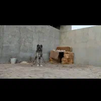 سگ افغان اصل و نصب دار