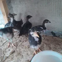 جوجه گلین کاکل ریشی چهل تاج