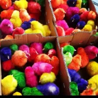 جوجه رنگی 6500