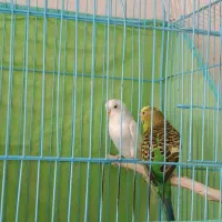 یک جفت مرغ عشق انگلیسی نر وماده