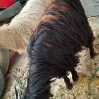 .دوتا بز خونگی جفت نر ماده دوقولو زا َ بشرط|حیوانات مزرعه|حبیب آباد, |دیوار