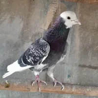 کبوتر...کفتر