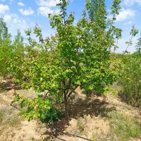 باغ ۱۰۰۰متری با مجوز ساخت و دارای آلاچیق