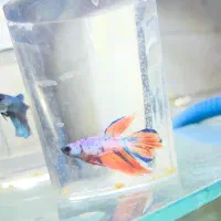 ماهی فایتر نر آماده کوپی گوپی سوارتل دم شمشیری