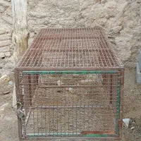 ملاس چقدرقند.