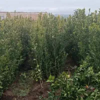 فروش پاجوش نخل ونهال مرکبات.دادالهی|خدمات باغبانی و درختکاری|آران و بیدگل, |دیوار