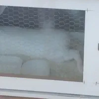 معاوضه با مرغ عشق ماده