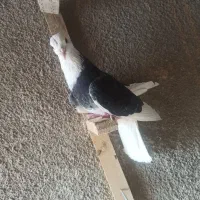 کبوتر شازده|پرنده|بافت, |دیوار