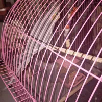 عروس هلندی|پرنده|مشگین شهر, |دیوار