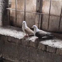 کبوتر