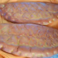 انواع نزیک وفطیر محلی نرم وخوشمزه ماندگاری بالا|خوردنی و آشامیدنی|کوثر, |دیوار