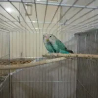 کوتوله|پرنده|بیرجند, |دیوار