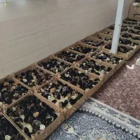 فروش ویژه جوجه محلی