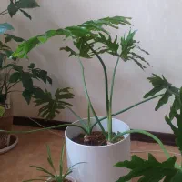 گل برگ انجیری فر بزرگ و یا عدد گل سینگونیوم|گل و گیاه طبیعی|شیراز, فرگاز|دیوار