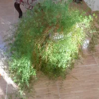 گل طبیعی و خانگی|گل و گیاه طبیعی|اشنویه, |دیوار