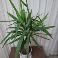 گل یوکا|گل و گیاه طبیعی|نجف‌آباد, شریعتی|دیوار