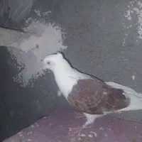 دو تا دوکت|پرنده|ایذه, |دیوار