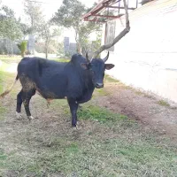 ورزاچالوسی|حیوانات مزرعه|سنگر, |دیوار