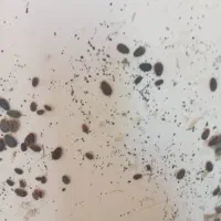 سمپاشی ساس سم پاشی سوسک کنه گال  تضمینی