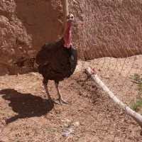 بوقلمون نر
