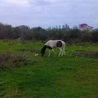 مادیان ابلغ