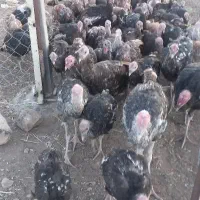 بوقلمون محلی و برنز|حیوانات مزرعه|هرسین, |دیوار