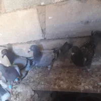 ۴تا کفتر نر مسافتی