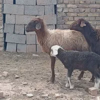 3700000|حیوانات مزرعه|جنگل, |دیوار