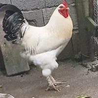 خروس دورگه برهما