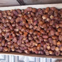 خرمای زاهدی|خوردنی و آشامیدنی|اصفهان, بابوکان جنوبی|دیوار