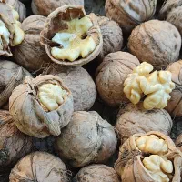 گردو شیروان|خوردنی و آشامیدنی|مشهد, نوید|دیوار