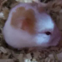 همستر باردار