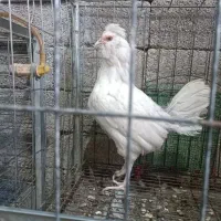 تک مرغ برهما ،کوشین،گلین