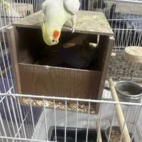 عروس هلندی مولد|پرنده|ری, شهید غیوری (ابن باویه)|دیوار