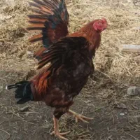 خروس لاری ومرغ لاری