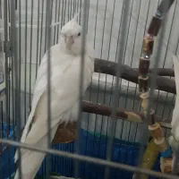 عروس هلندی|پرنده|قم, شهرک فاطمیه|دیوار