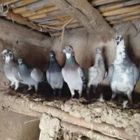 جوجه جوانه آلمانی