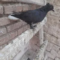 کفتر رنگی دوکتی و دم سفید و پلاس و پرشی....|پرنده|قم, دروازه ری|دیوار