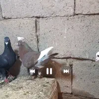 کبوتر|پرنده|مود, |دیوار