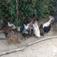 مرغ و جوجه