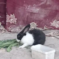 خرگوش