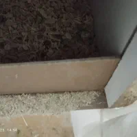 عروس هلندی رو تخم|پرنده|تربت جام, خیرآباد|دیوار