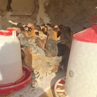 جوجه نیمچه مرغ وخروس جهادی رسمی محلی وگلپایگانی|حیوانات مزرعه|پاکدشت, پاکدشت (مامازند)|دیوار