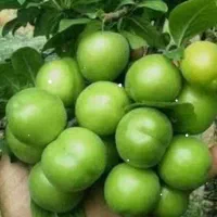 الوچه نوبری ترد خوشمزه