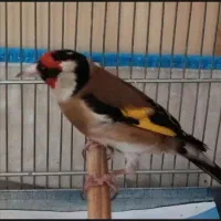 سهره نر متولد قفس پا جفت سهره و قناری