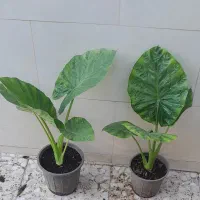فروش گلهای متنوع حیاطی و آپارتمانی